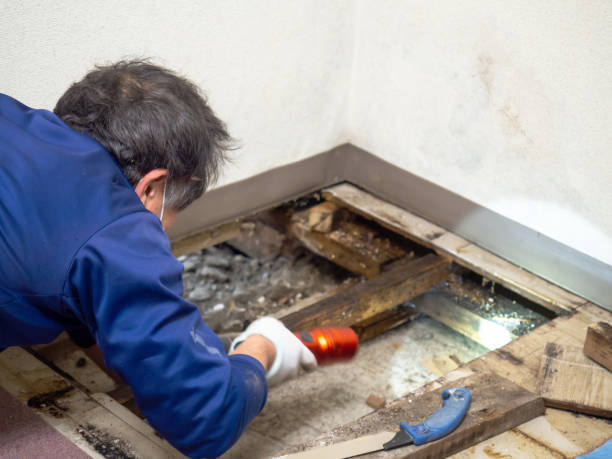 Best Basement Mold Remediation in Plainwell, MI