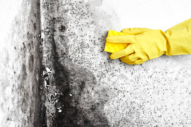 Best Residential Mold Remediation in Plainwell, MI