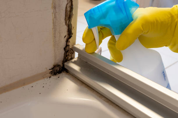 Best Emergency Mold Remediation in Plainwell, MI