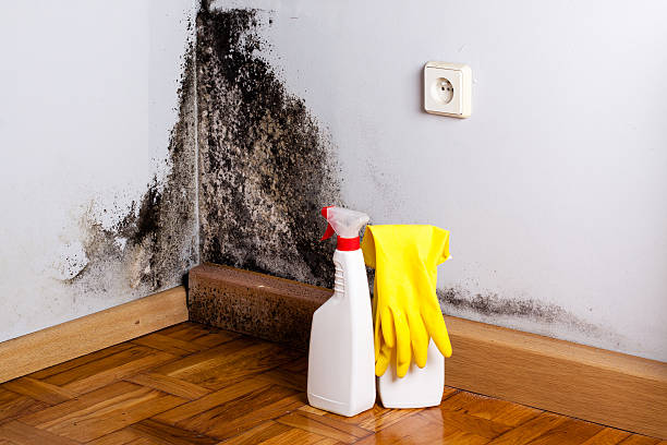Best Post-Flood Mold Remediation in Plainwell, MI