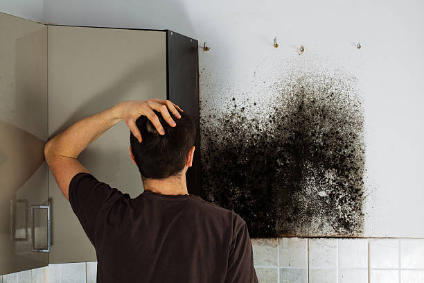 Professional Mold Remediation in Plainwell, MI