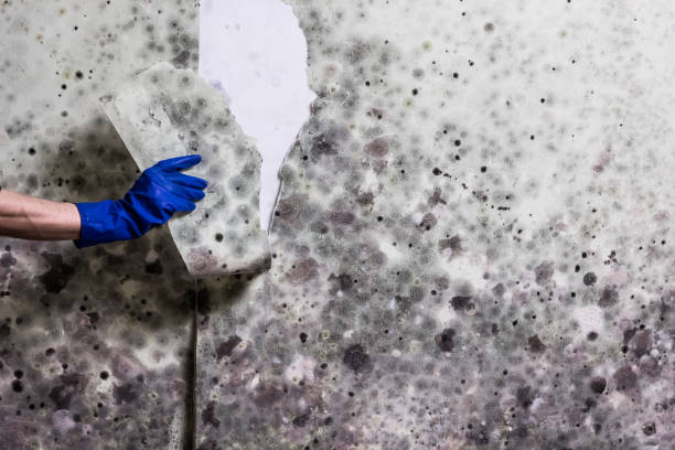 Best White Mold Remediation in Plainwell, MI