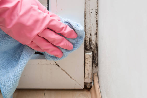 Best Bathroom Mold Remediation in Plainwell, MI